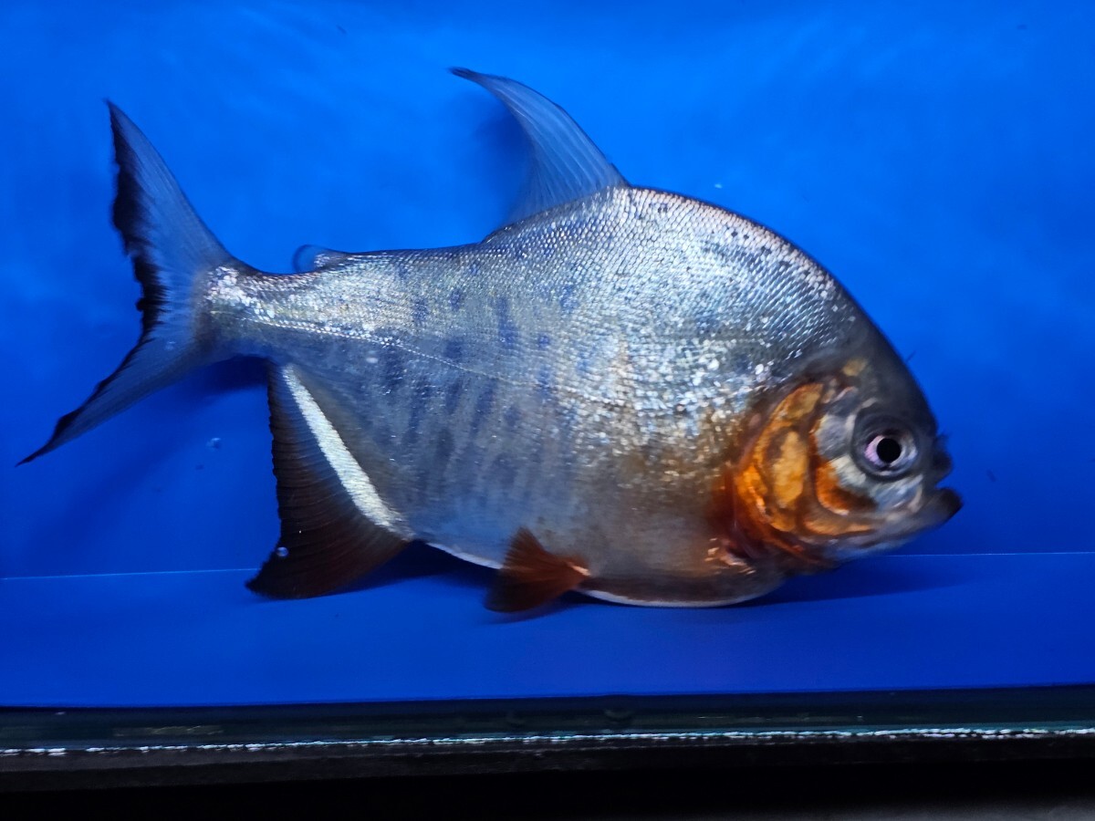 レッドコロソマ約15cm(レッドパグ)大型魚　熱帯魚　　かなり大食いです。オトヒメ飼育してます_画像2
