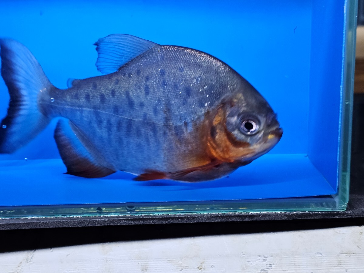 レッドコロソマ約15cm(レッドパグ)大型魚　熱帯魚　　かなり大食いです。オトヒメ飼育してます_画像1