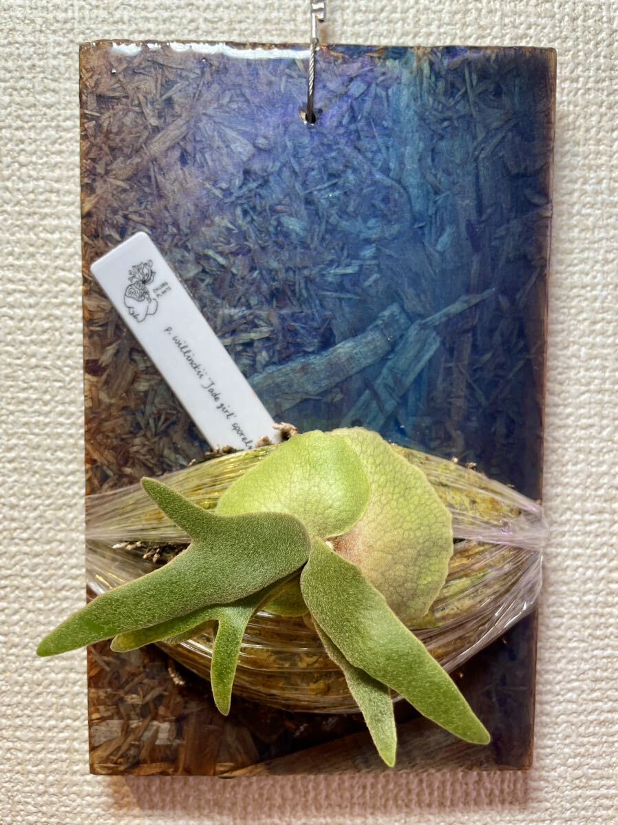 P. willinkii 'Jade girl' sporelings ビカクシダ コウモリラン platyceriumの画像1