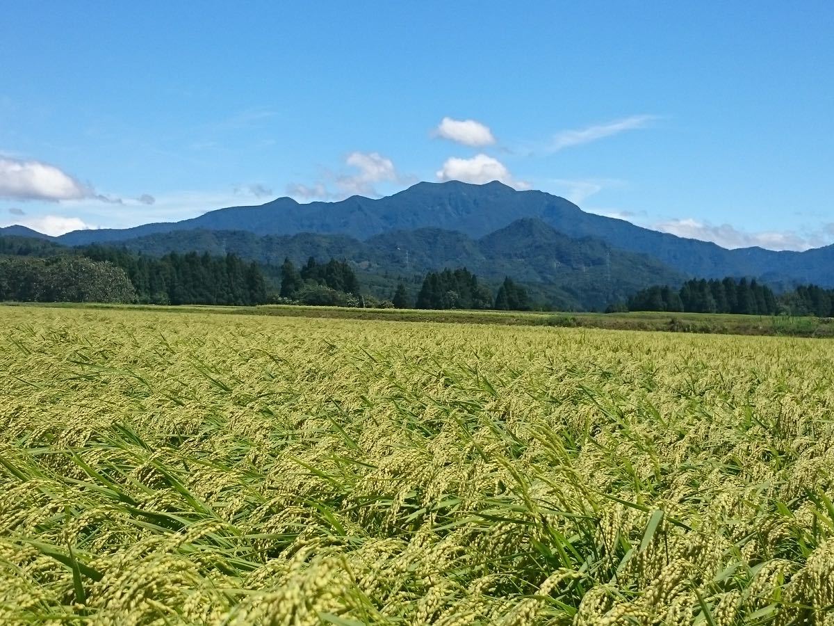 新米お試し　新潟産ミルキークイーン白米900g 新潟県三条市旧しただ村産　ミルキー100% 輝一米　冷めてもモチモチ、おにぎりお弁当などに？_画像10