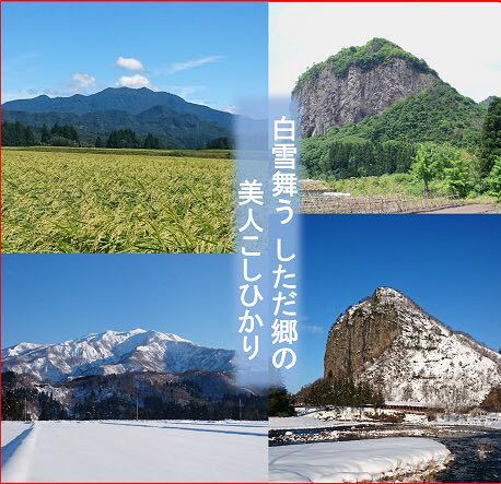 令和5年産 新潟産ミルキークイーン白米10kg 新潟県三条市旧しただ村産 冷めてもモチモチ美味しいミルキーをおにぎりやお弁当に？の画像5