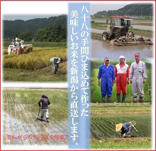 令和5年産 減農薬 新潟こしひかり白米27kg 新潟県三条市旧しただ村産 新潟県認証 特別栽培米100%本物 白雪美人 グルテンフリーの画像6