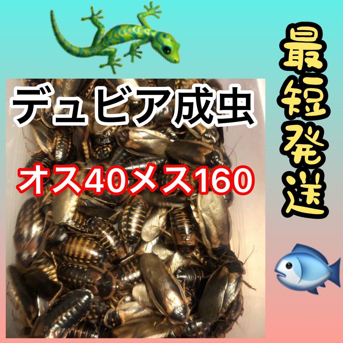 お値打ち価格(o^^o)☆成4.16☆送料無料☆デュビア成虫 ♂40 ♀160☆200匹☆死着保証10%☆_画像1