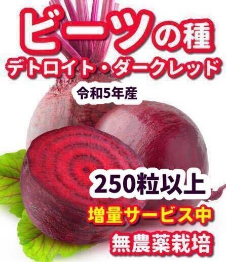 ビーツの種　デトロイトダークレッド【250粒以上】★農薬:栽培期間中不使用の種_画像1