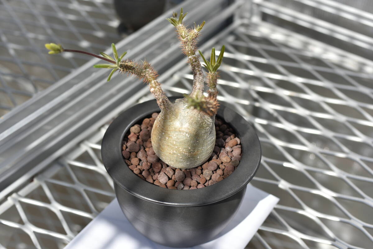 02　塊根植物　パキポディウム グラキリス【発根活着済　現地球】Pachypodium rosulatum var.gracilius_画像5