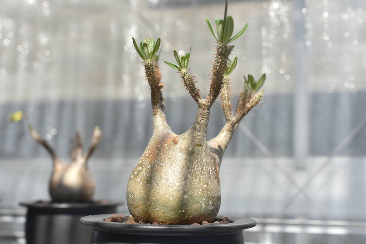 06　塊根植物　パキポディウム グラキリス【発根活着済　現地球】Pachypodium rosulatum var.gracilius_画像4