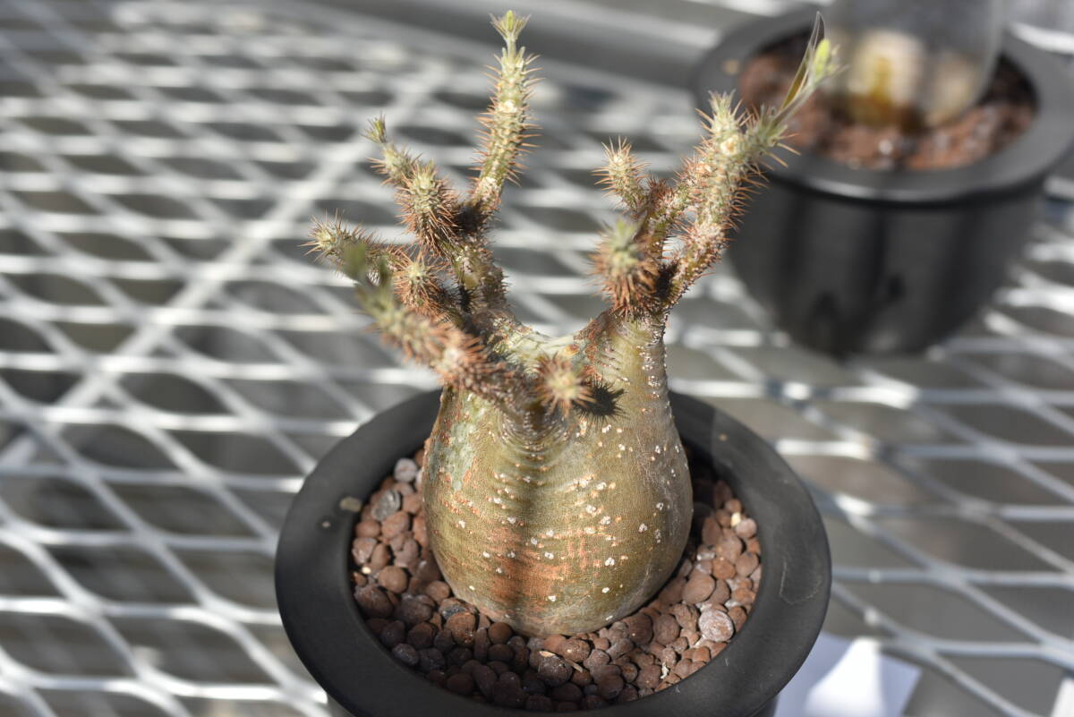 13　塊根植物　パキポディウム グラキリス【発根活着済　現地球】Pachypodium rosulatum var.gracilius_画像8