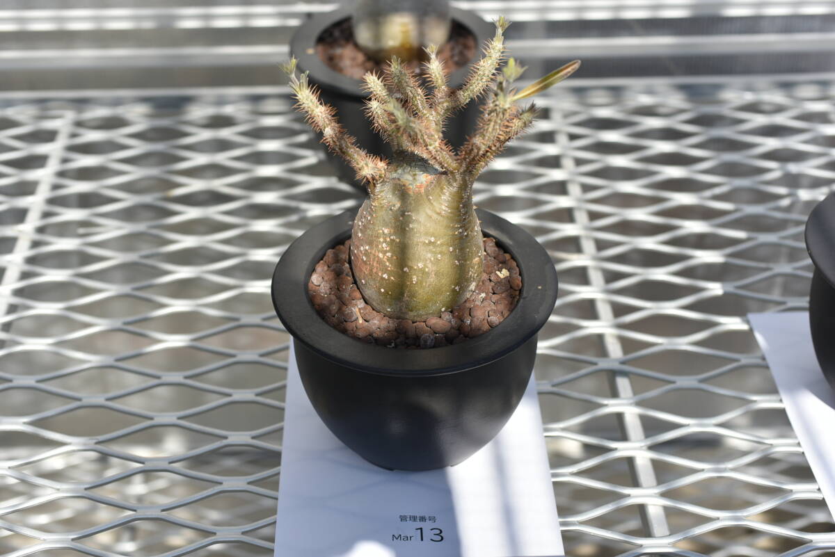 13　塊根植物　パキポディウム グラキリス【発根活着済　現地球】Pachypodium rosulatum var.gracilius_画像9