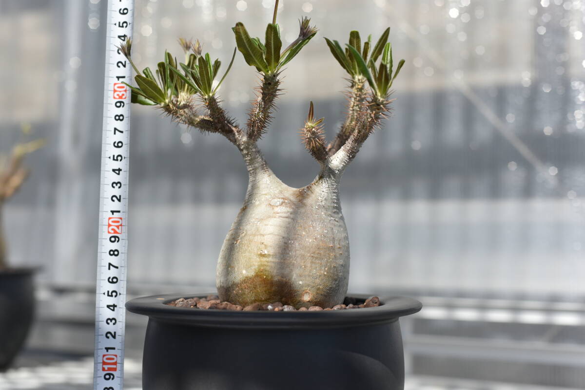 14　塊根植物　パキポディウム グラキリス【発根活着済　現地球】Pachypodium rosulatum var.gracilius_画像1