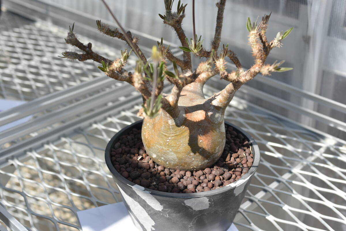 17　塊根植物　パキポディウム グラキリス【発根活着済　現地球】Pachypodium rosulatum var.gracilius_画像9