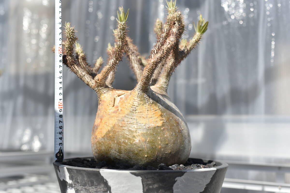 18　塊根植物　パキポディウム グラキリス【発根活着済　現地球】Pachypodium rosulatum var.gracilius_画像1