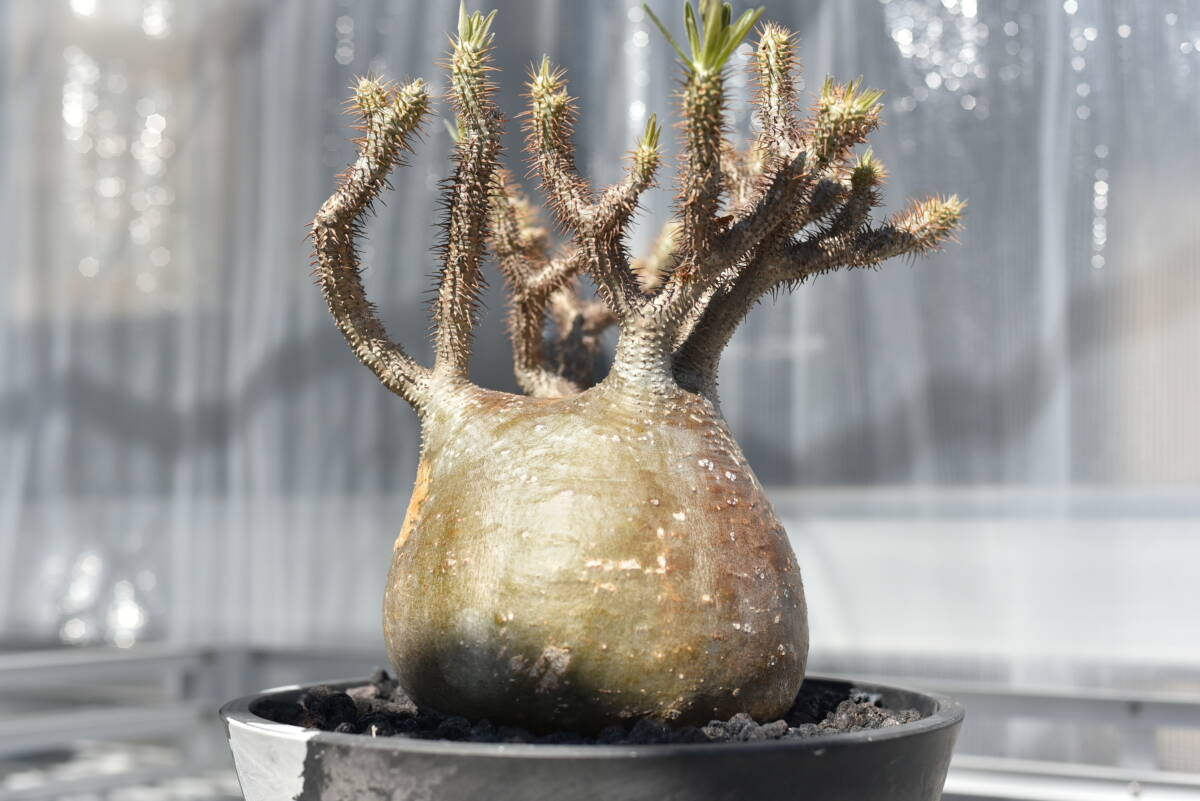 18　塊根植物　パキポディウム グラキリス【発根活着済　現地球】Pachypodium rosulatum var.gracilius_画像2
