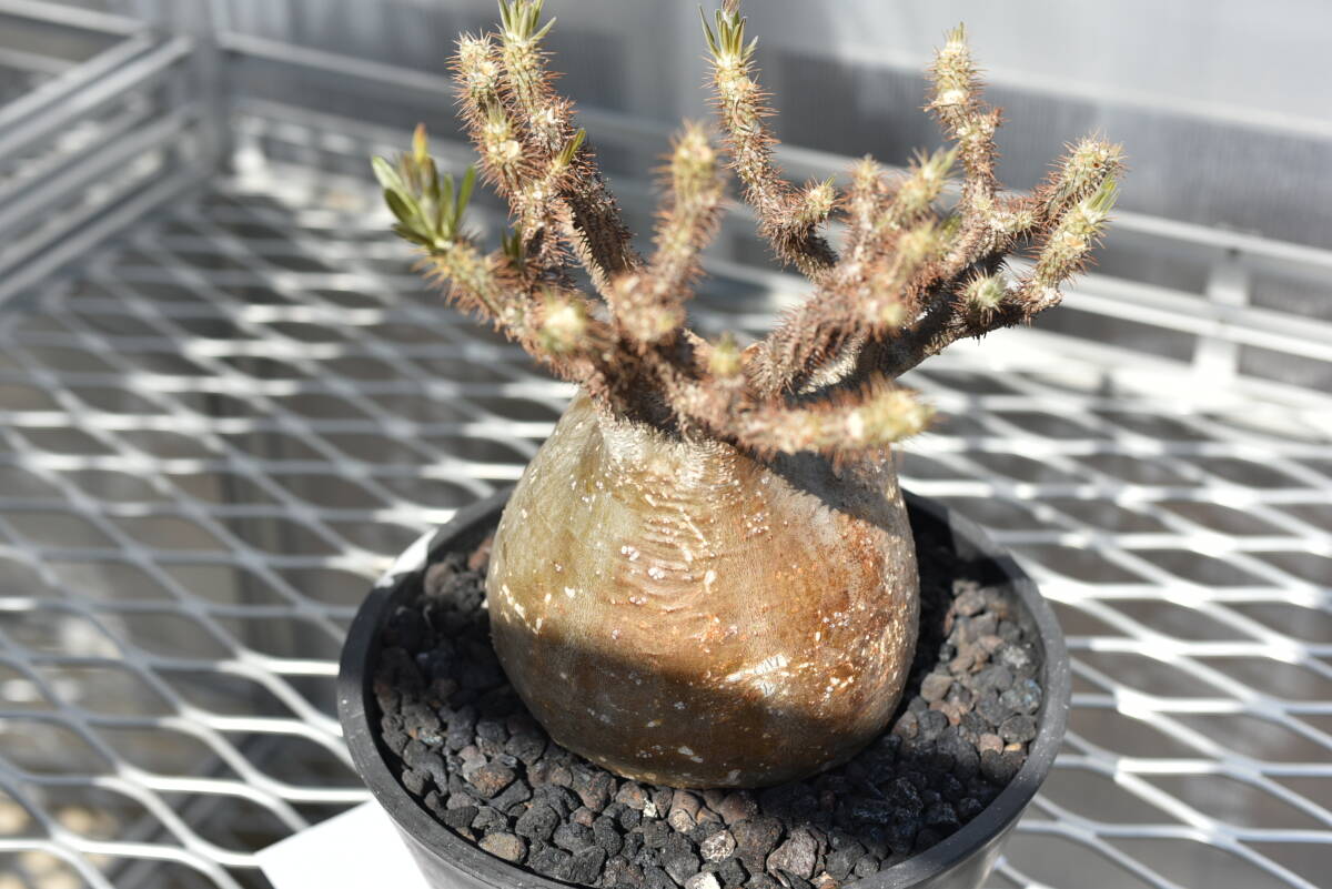 18　塊根植物　パキポディウム グラキリス【発根活着済　現地球】Pachypodium rosulatum var.gracilius_画像8