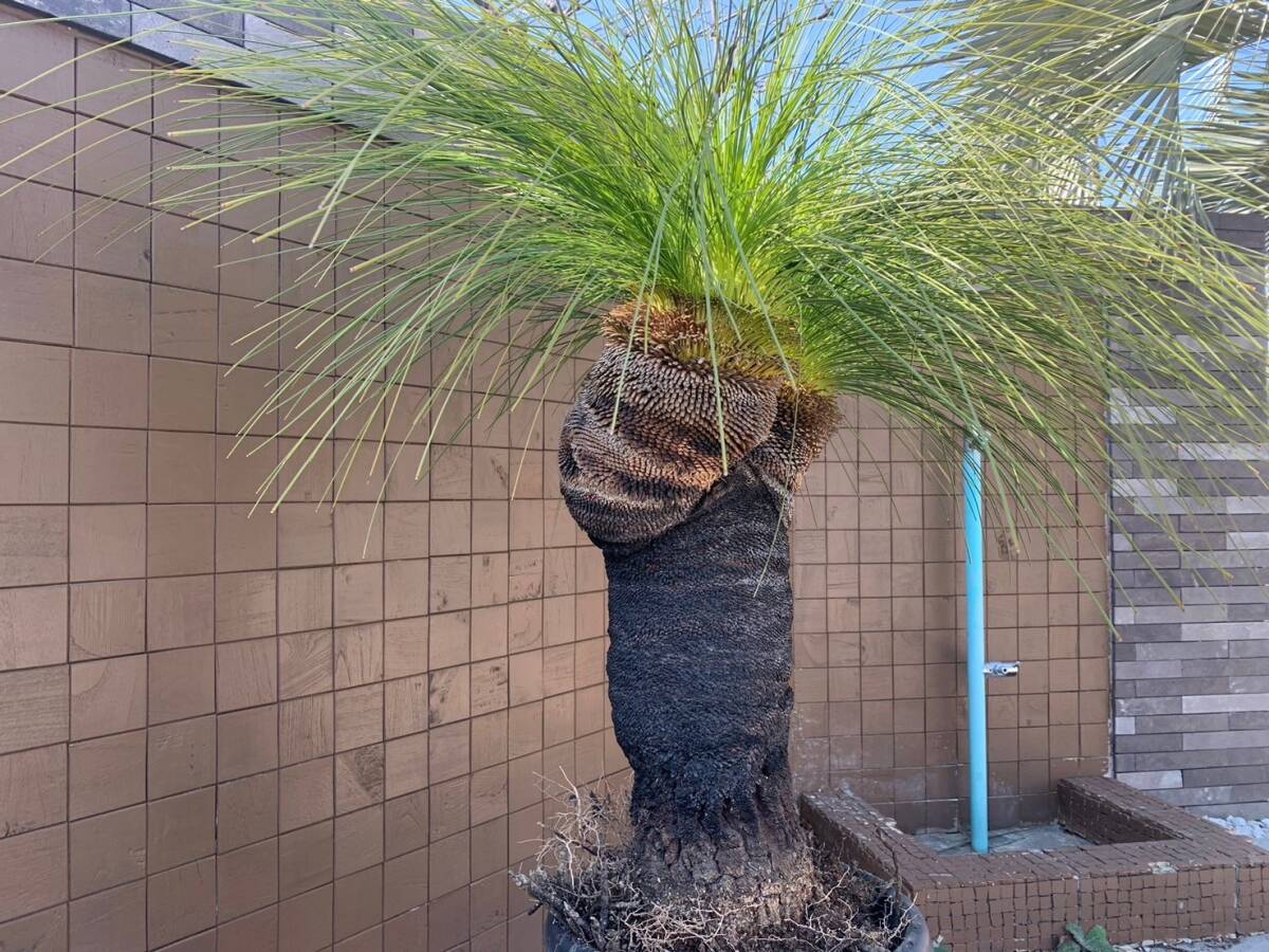 ★多頭【超希少植物】＃J03 クサントロエア・ジョンソニー xanthorrhoea johnsoniiの画像3