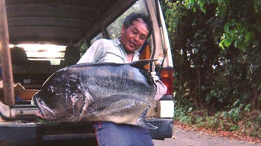 粗糖（生ザラメ）500g 2024年度産　やさしい味でミネラル豊富です（喜界島の農家から発送）1袋　-落札累計　103　道の島農園_ロウニンアジと私　29.2kg