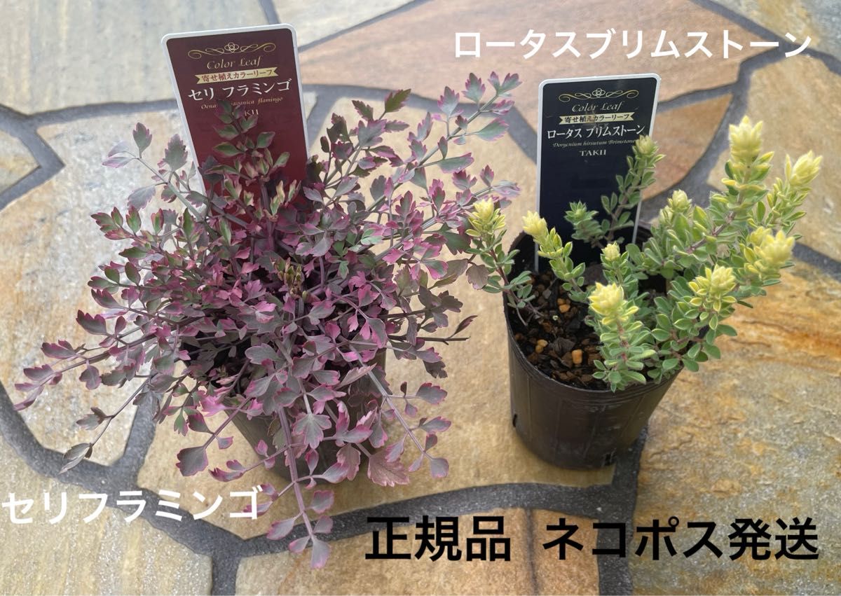 セリフラミンゴ　ロータスブリムストーン★正規品　多年草　カラーリーフ★グランドカバー　寄せ植え★ネコポス発送♪