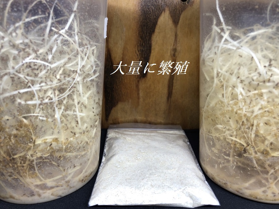 *[ free shipping ]shoujoubae original breeding for culture media 50g# special price #yadokga L bi burr um reptiles raw bait rearing supplies 