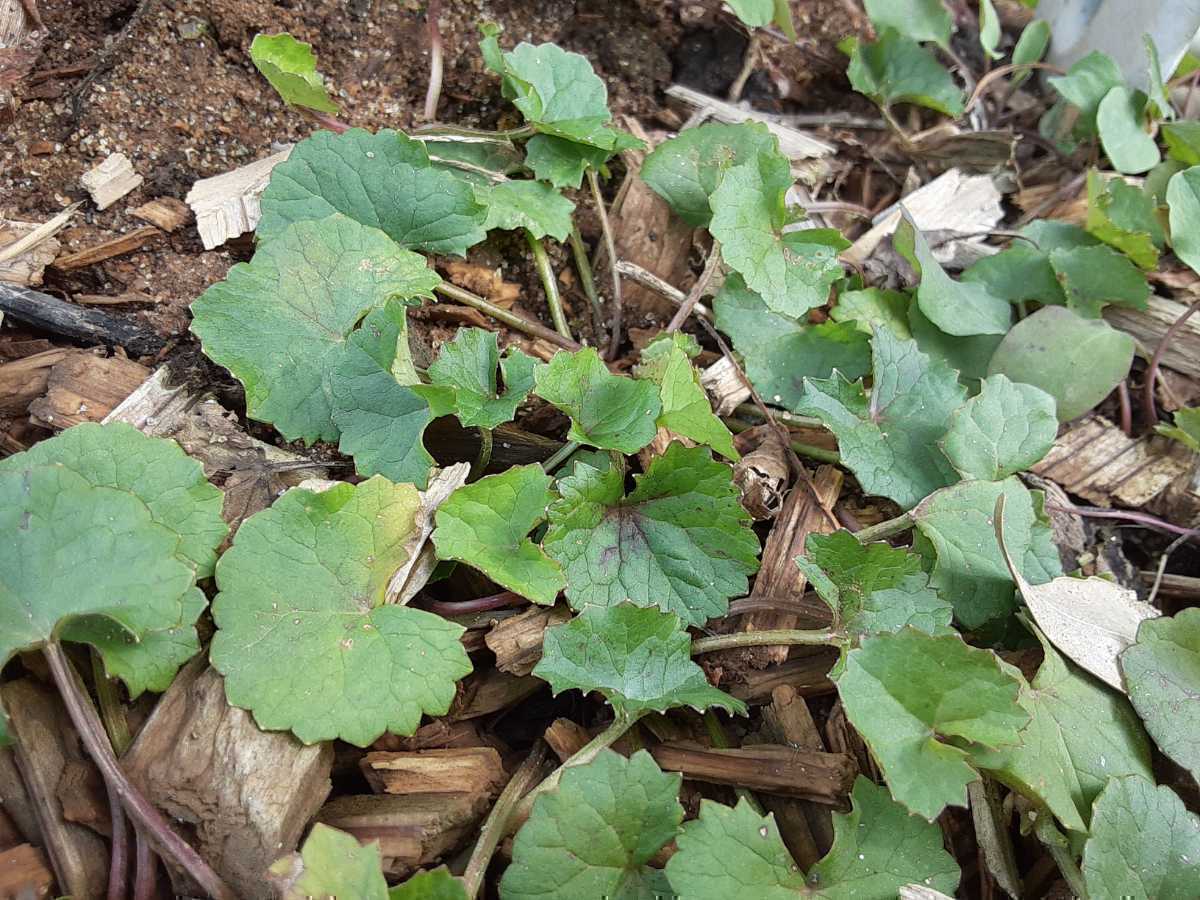 tsuboksagotsukola medicinal herbs herb a-yuru beige daseli.