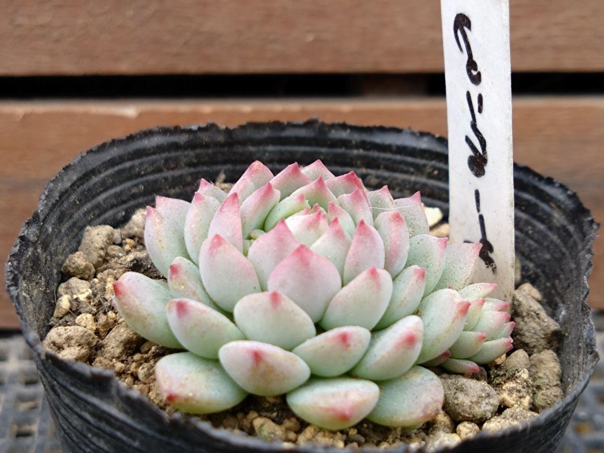 ピンクローサ 多肉植物 エケベリア 抜き苗|Yahoo!フリマ(旧 ピンクローサ 多肉植物 エケベリア 抜き苗|Yahoo!フリマ(旧