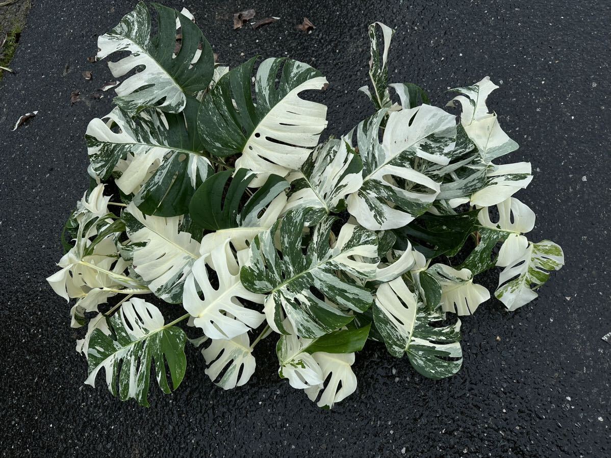 超最高級 希少 大型 モンステラボルシギアナ ホワイトタイガーおまとめ6株Varigated Monstera Borsigana white tiger の画像4