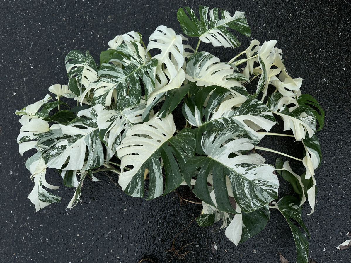 超最高級 希少 大型 モンステラボルシギアナ ホワイトタイガーおまとめ6株Varigated Monstera Borsigana white tiger の画像1