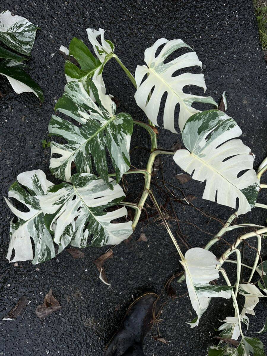 超最高級 希少 大型 モンステラボルシギアナ ホワイトタイガーおまとめ6株Varigated Monstera Borsigana white tiger の画像5