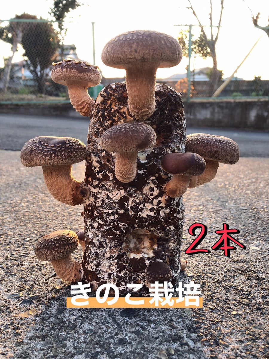 椎茸栽培キット！！お家できのこ狩り♪×2本！！_画像1