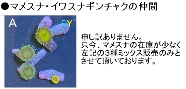 新種追加●自家養殖サンゴ４個をご選択でお届け（ご入札で早期終了）ウミキノコ、ハナヅタブルー、ディスク、スターポリプ等【海水館】_画像5