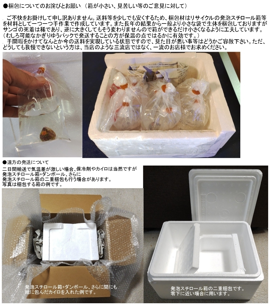 新種追加●自家養殖サンゴ４個をご選択でお届け（ご入札で早期終了）ウミキノコ、ハナヅタブルー、ディスク、スターポリプ等【海水館】_画像7