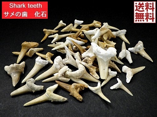 サメの歯 化石 ５０ｇパック 鮫の歯 Shark teeth fossils 歯 詰め合わせ シロワニザメ 鮫 モロッコ フォッシル 送料無料_画像1