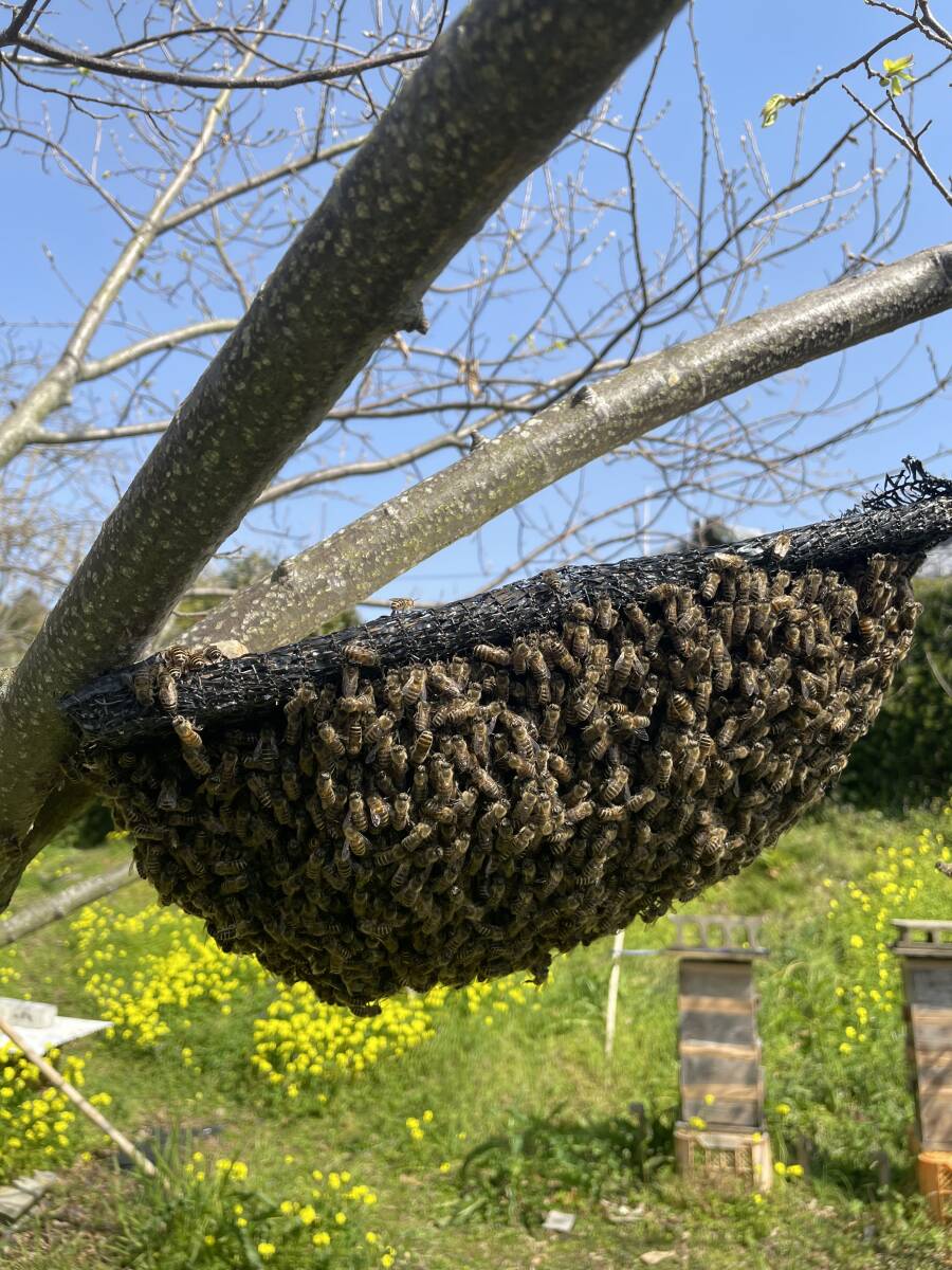 日本蜜蜂の分蜂群 送料無料の画像1