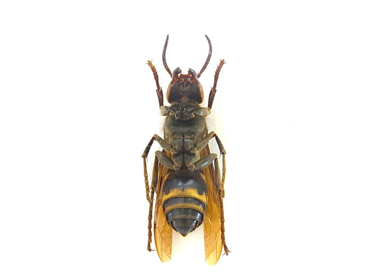 兵庫県川西市産ヒメスズメバチ・女王ハチ（標本）　30㎜オーバー　美麗仕上がり品_画像10