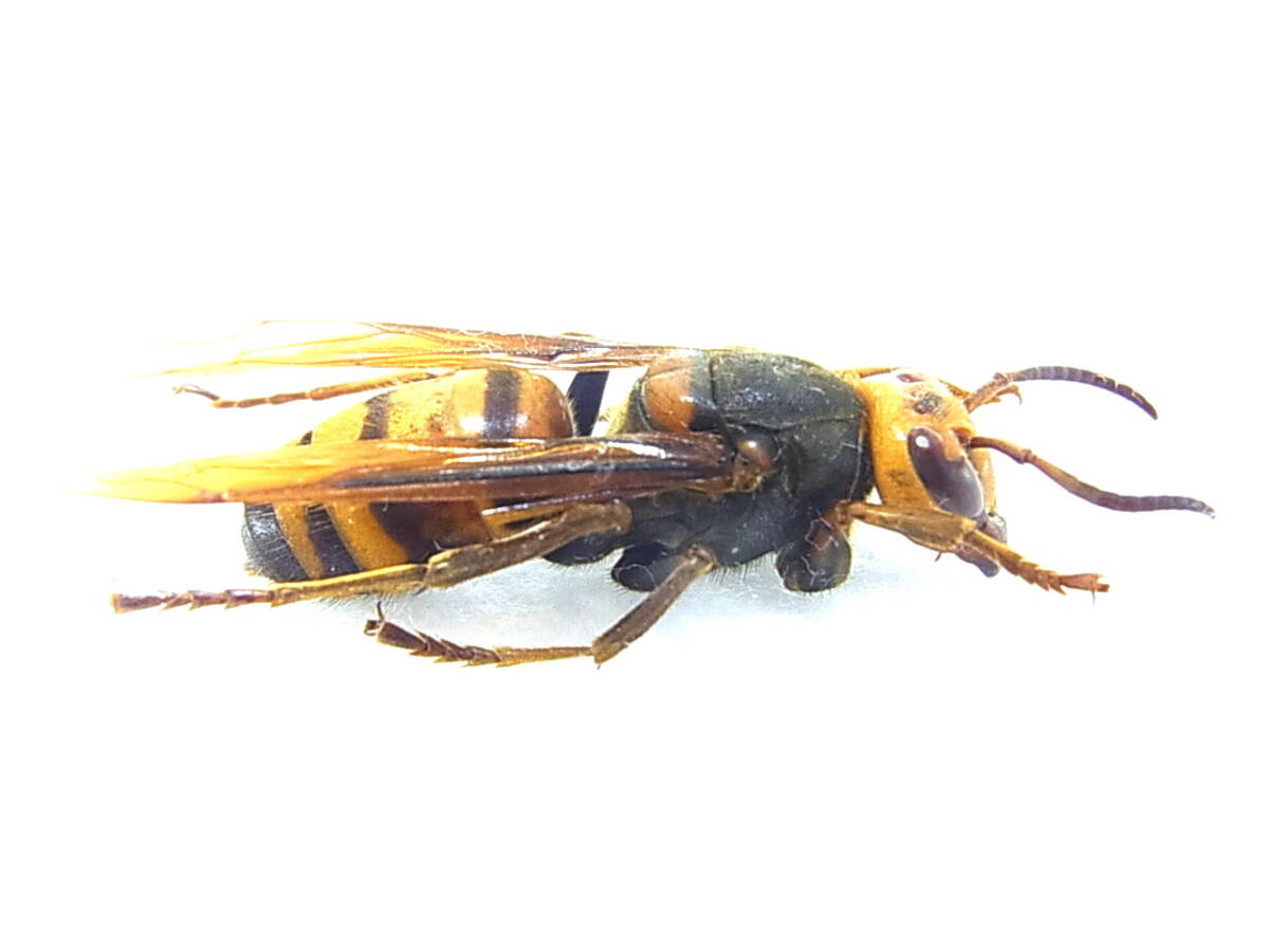 兵庫県川西市産ヒメスズメバチ・女王ハチ（標本）　30㎜オーバー　美麗仕上がり品_画像4