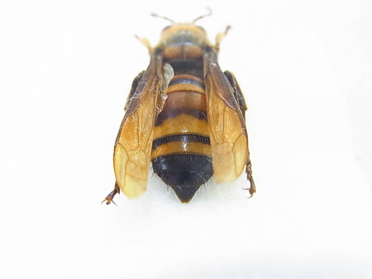 兵庫県川西市産ヒメスズメバチ・女王ハチ（標本）　30㎜オーバー　美麗仕上がり品_画像2