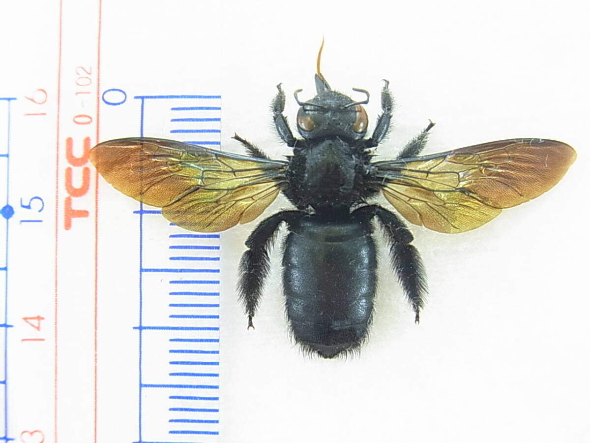 京都府宇治田原町産タイワンタケクマバチ♀（展翅標本）　Xylocopa tranquebarorum　美麗仕上がり品_画像1