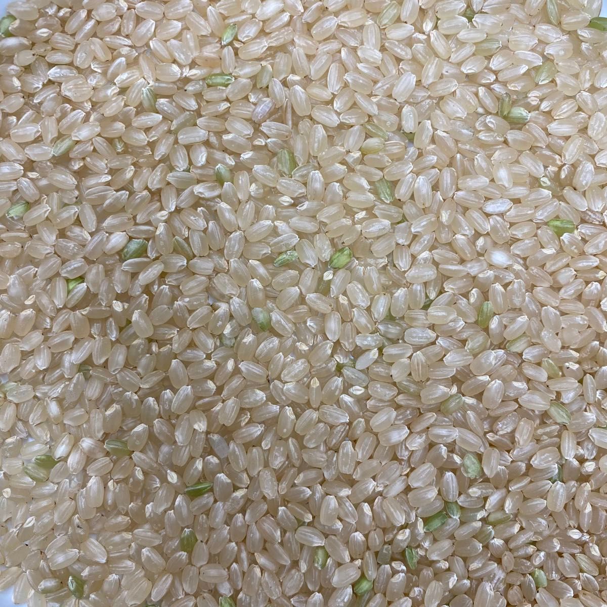 ヒノヒカリ 玄米20kg(5kg×4袋)《令和5年産》厳選米 福岡県産 美味しい お米 安い 健康食 美容 酵素玄米 検査米
