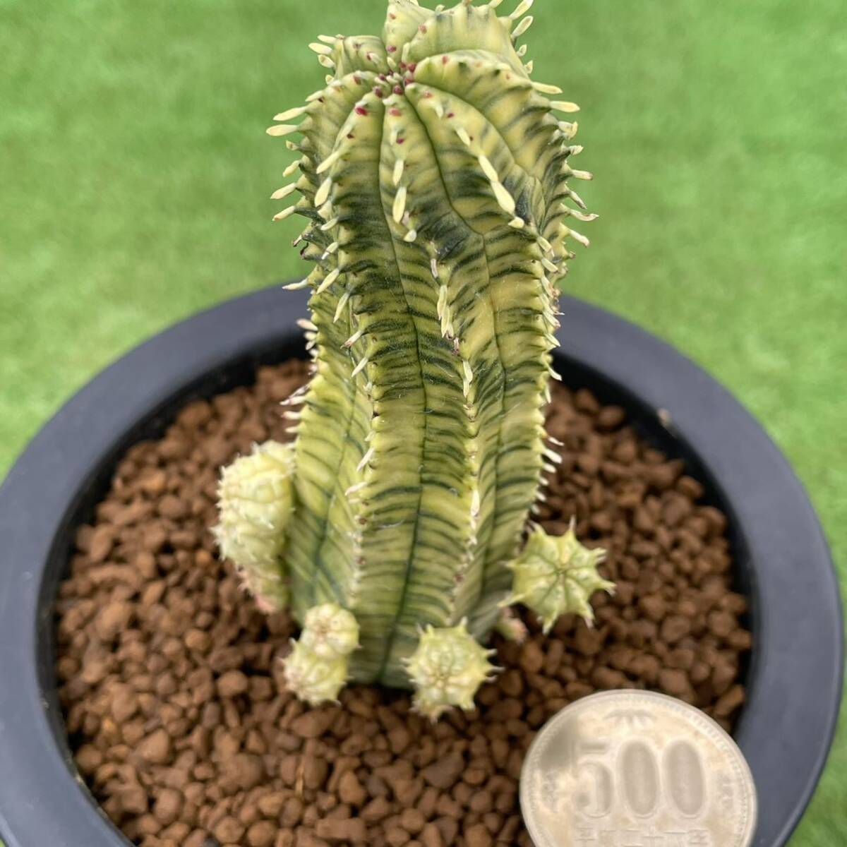 Yahoo!オークション - (≧∇≦)多肉植物 ユーフォルビア 魔紅 Yahoo!オークション - (≧∇≦)多肉植物 ユーフォルビア 魔紅