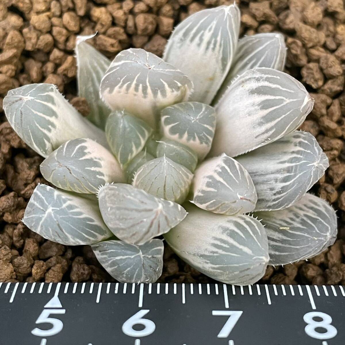 （≧∇≦）多肉植物 ハオルチア ブラックオブツーサ錦　白琥珀斑_画像2