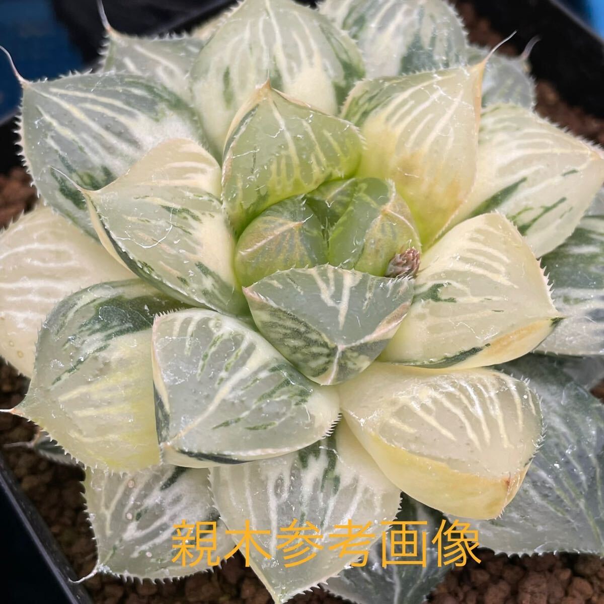 （≧∇≦）多肉植物 ハオルチア ジュリアナ　カキ仔　　　　　1枚目は親木参考画像です。出品苗は2枚目からです。_画像1