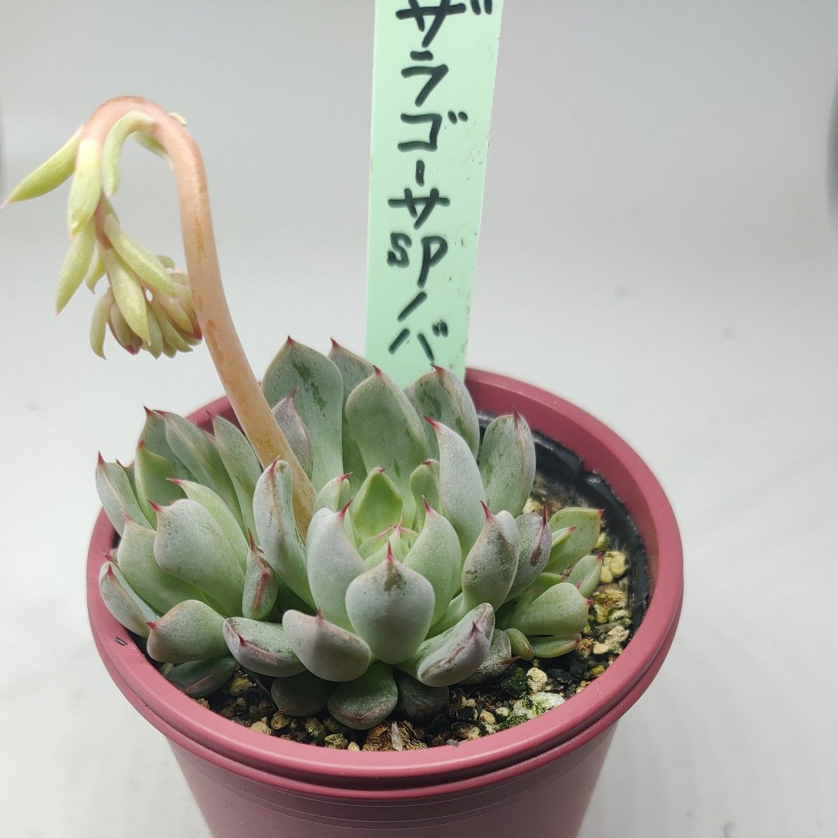 ザラゴーサspノバ おらいさん エケベリア 多肉植物 最終値下げ ザラゴーサspノバ おらいさん エケベリア 多肉植物 最終値下げ
