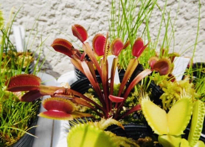 ☆食虫植物「Dionaea muscipula Mix種子 2023年度 20粒」ハエトリソウ☆_ゴールドストライク