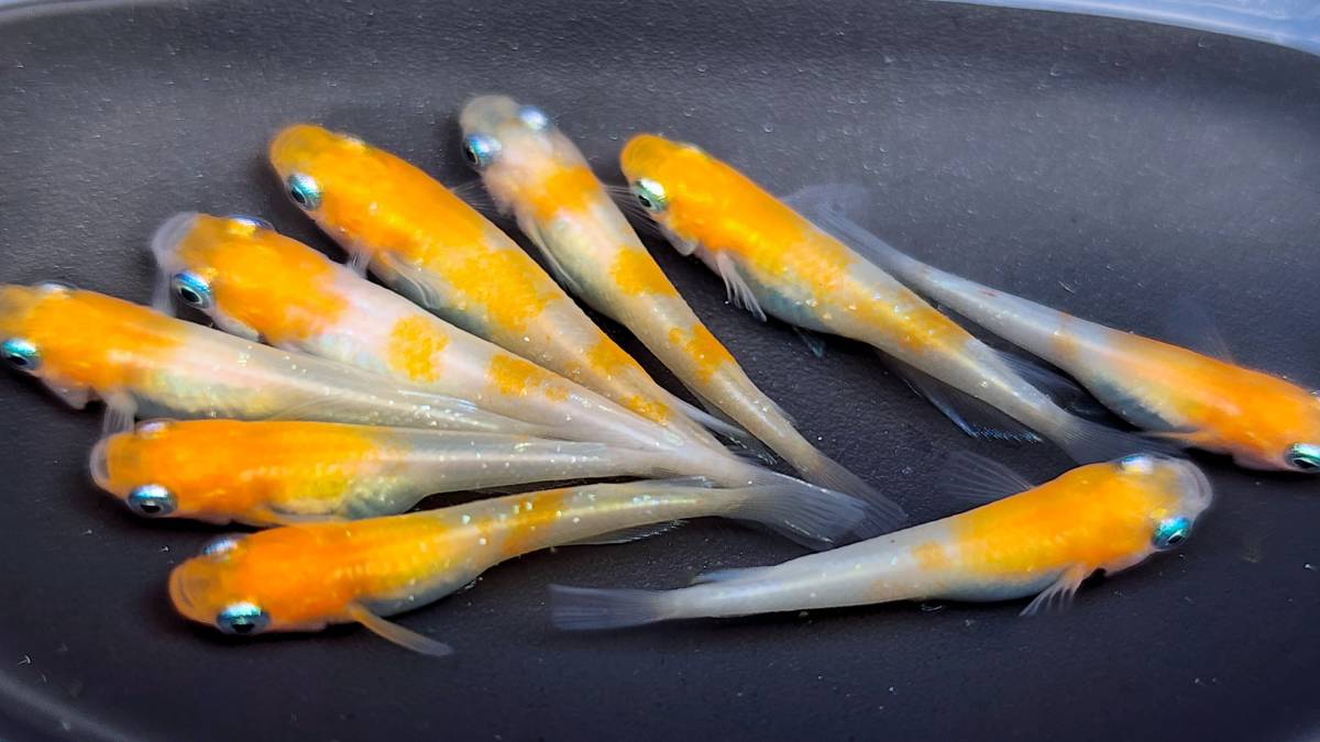 小町 稚魚 1５匹＋保障分２匹 １７匹  メダカ  めだかの画像2