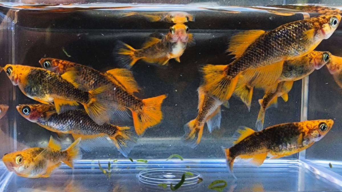 乙姫 稚魚 1５匹＋保障分２匹 １７匹  メダカ  めだかの画像4