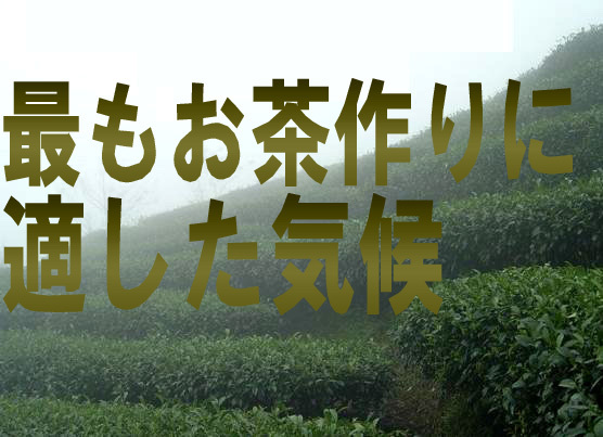 台湾高山烏龍茶 150ｇ濃香茶 高発酵、軽焙煎 お得 直輸入 本格茶葉 リーフ　メール便不可台湾茶 中国茶 美食同源オリジナル_画像6