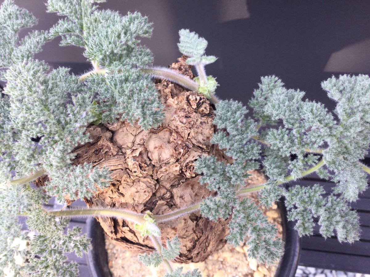 Pelargonium triste　ペラルゴニウム・トリステ　① 塊根　冬型植物　ビザールプランツ_画像8