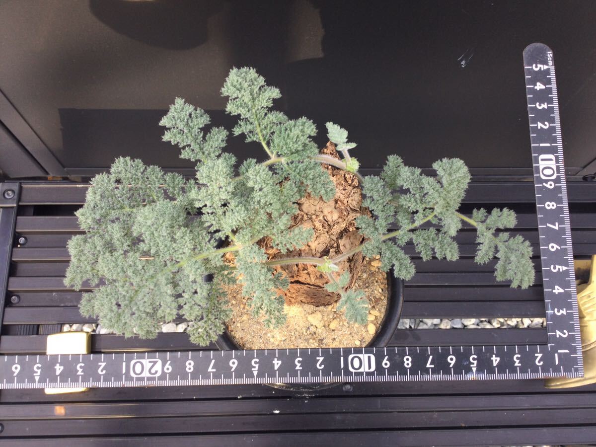 Pelargonium triste　ペラルゴニウム・トリステ　① 塊根　冬型植物　ビザールプランツ_画像9