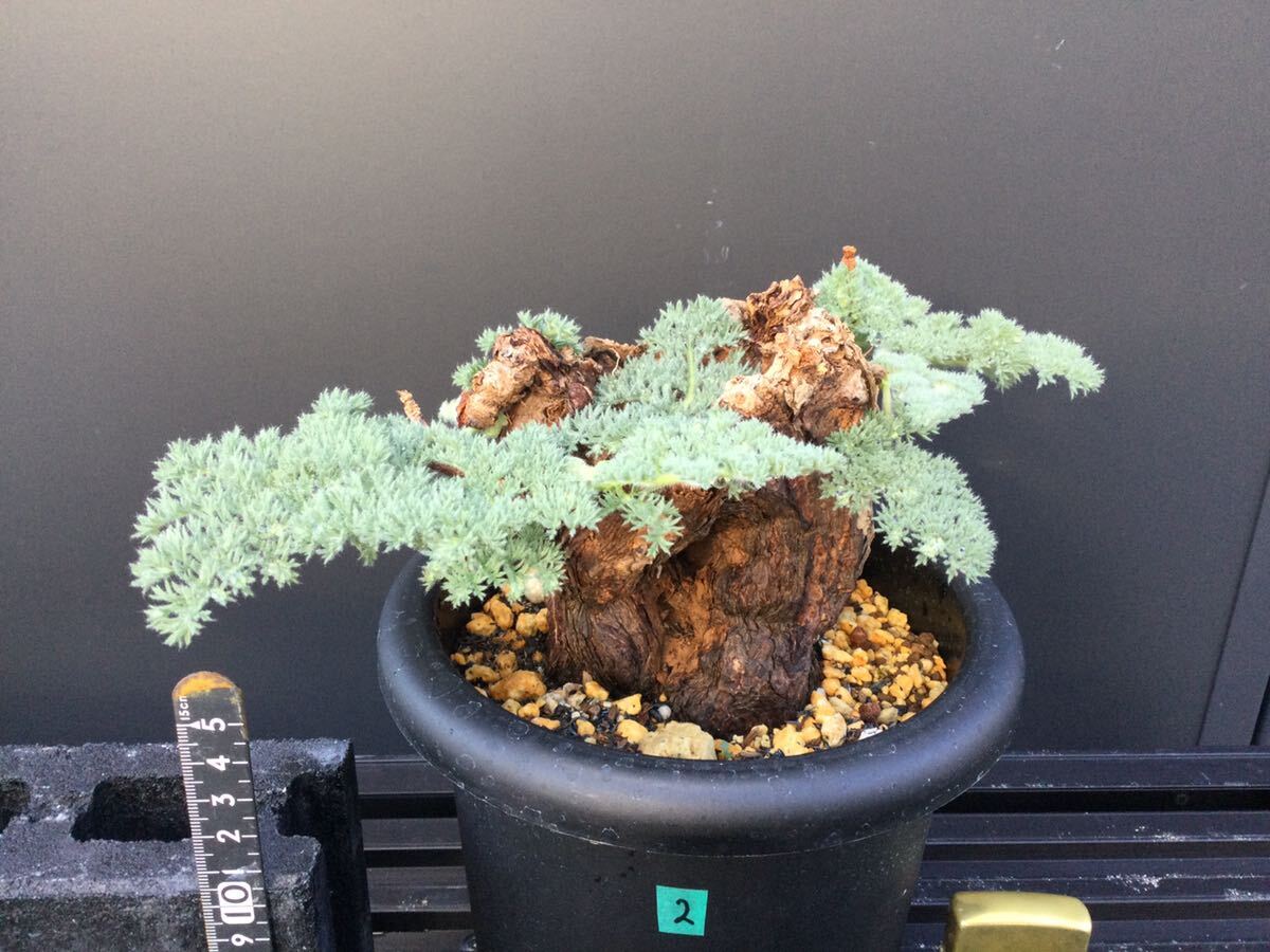 Pelargonium tristepe Largo nium*to squirrel te②. root winter type plant bi The -ru plant 
