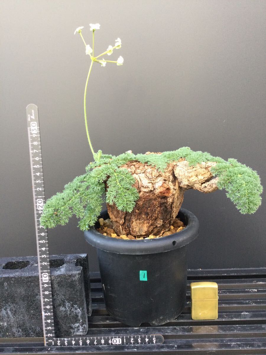 Pelargonium tristepe Largo nium*to squirrel te①. root winter type plant bi The -ru plant 