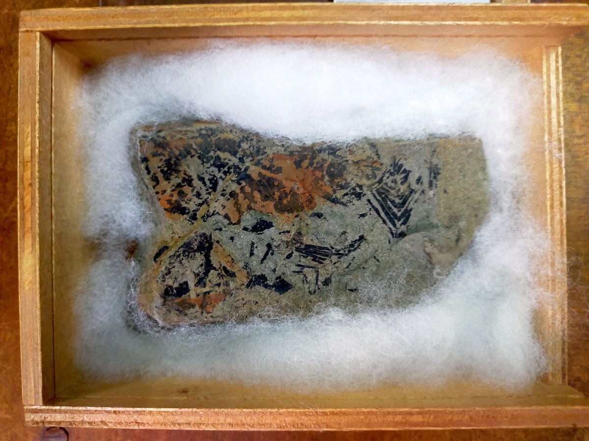 [Metasequoia, Fou, другое дерево Hiroi] Средний Шинкай 8 миллионов лет назад ископаемый лист Качичи Ишигата Сайтама, Фукайя -си, Фукайя -си, красота с деревянной коробкой красивые товары.