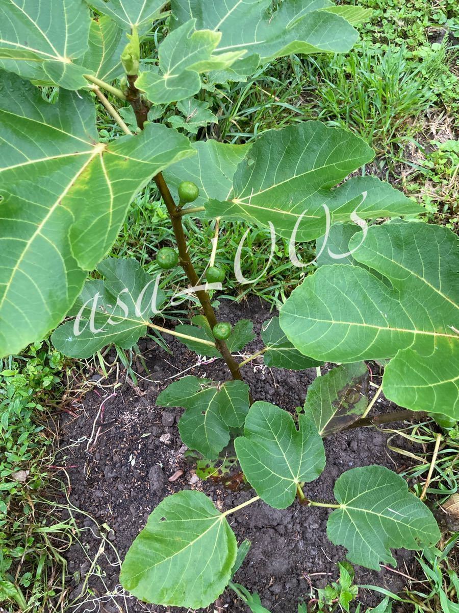 No.1300 それ本物ですか？Black Madeira 世界一美味しいイチジク 穂木 挿し穂の画像8